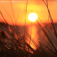 Buy canvas prints of Sunset Through Long Grass by Anne Macdonald