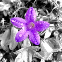 Buy canvas prints of small purple flower by Georgie Lilly