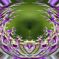 Buy canvas prints of Allium Sphere by Georgie Lilly