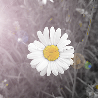Buy canvas prints of  Daisy Flare by Georgie Lilly