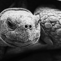 Buy canvas prints of Tortoise by Georgie Lilly