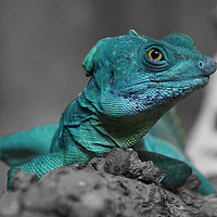 Buy canvas prints of Lazy Lizard by Georgie Lilly