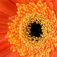 Buy canvas prints of Orange Gerbera Flower by Martin Doheny