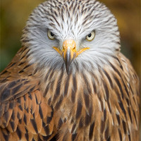 Buy canvas prints of Red kite close up by Martin Doheny