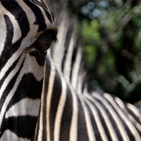 Buy canvas prints of Focus of a Zebras Attention by Richard Peche
