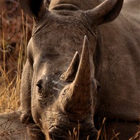 Buy canvas prints of White  Rhino in the Grass by Richard Peche