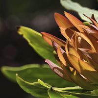 Buy canvas prints of  Protea in the Drakensberg by Richard Peche