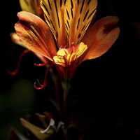Buy canvas prints of  Indian Summer Lily by Richard Peche