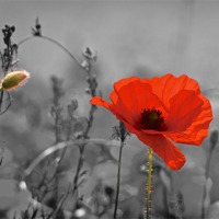 Buy canvas prints of Pop-E Poppy by Ray Nelson