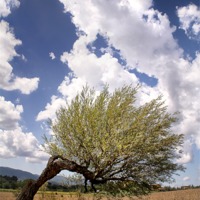 Buy canvas prints of Tuscan Tree by Ray Nelson