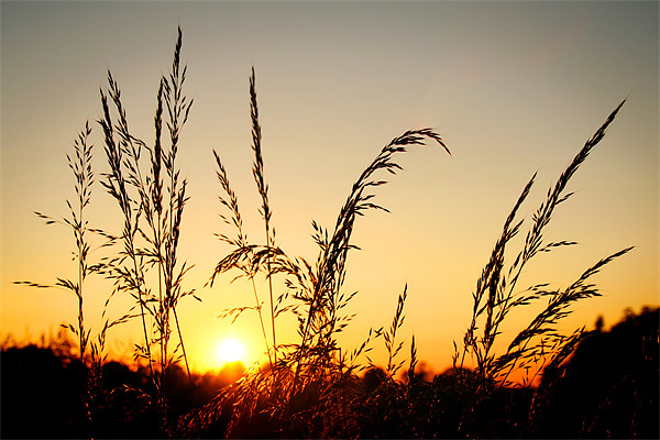 Grass at Sunset Picture Board by Ray Nelson