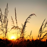 Buy canvas prints of Grass at Sunset by Ray Nelson