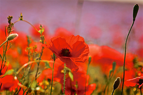 Poppy Field Close Up Picture Board by Ray Nelson