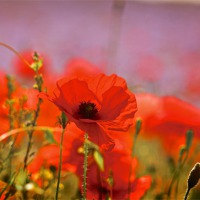 Buy canvas prints of Poppy Field Close Up by Ray Nelson