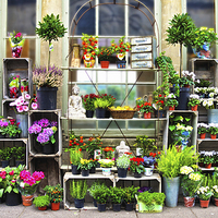 Buy canvas prints of Bath Flower Shop Display by Ray Nelson