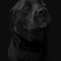 Buy canvas prints of  Black Labrador in Chalk by Ray Nelson
