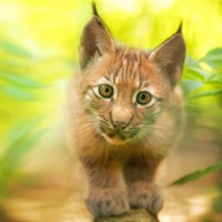 Buy canvas prints of baby lynx by Silvio Schoisswohl