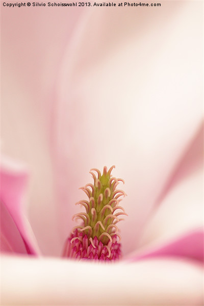 magnolia Picture Board by Silvio Schoisswohl