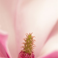 Buy canvas prints of magnolia by Silvio Schoisswohl