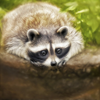 Buy canvas prints of jonny the cute raccoon by Silvio Schoisswohl