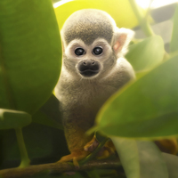 Buy canvas prints of baby squirrel monkey by Silvio Schoisswohl