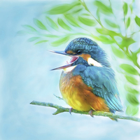 Buy canvas prints of  Happy little kingfisher by Silvio Schoisswohl