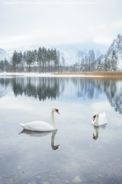  winter swan lake Picture Board by Silvio Schoisswohl
