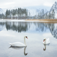 Buy canvas prints of  winter swan lake by Silvio Schoisswohl