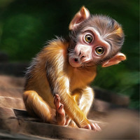 Buy canvas prints of baby monkey by Silvio Schoisswohl