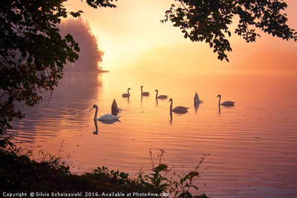 Swan Lake Picture Board by Silvio Schoisswohl