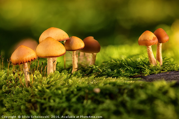orange mushrooms Picture Board by Silvio Schoisswohl