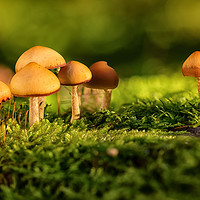 Buy canvas prints of orange mushrooms by Silvio Schoisswohl