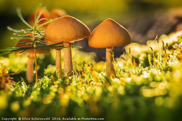 orange mushrooms 2 Picture Board by Silvio Schoisswohl