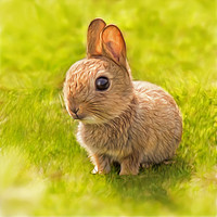 Buy canvas prints of baby rabbit by Silvio Schoisswohl