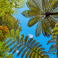Buy canvas prints of Treeferns from New Zealand by Silvio Schoisswohl
