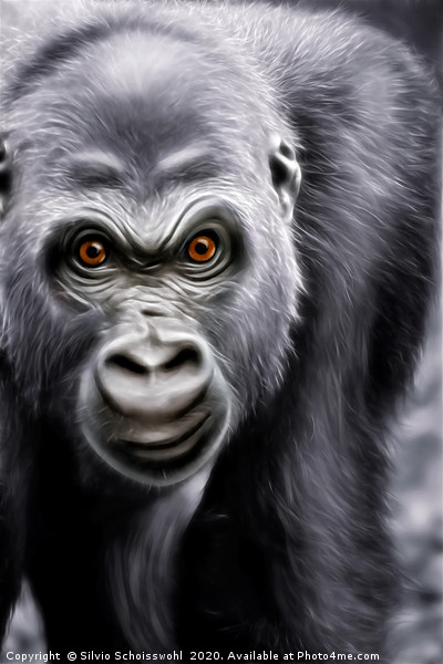Gorilla  Picture Board by Silvio Schoisswohl