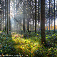 Buy canvas prints of Sunny Forest by Silvio Schoisswohl