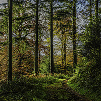 Buy canvas prints of Autumnal Walk Through Beaumont's Woods by Frank Etchells
