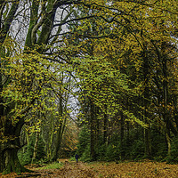 Buy canvas prints of Autumn In Little and Greater Coombe Woods by Frank Etchells
