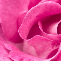 Buy canvas prints of Pink Rose by Brian Wilson