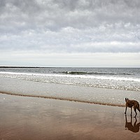 Buy canvas prints of Dog on the beach. by Rob Howell
