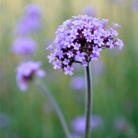 Buy canvas prints of Calming Lilac Grasses by Jayne Walmsley