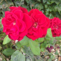 Buy canvas prints of Red Roses by Samantha Luarkie