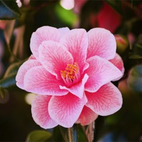 Buy canvas prints of Pink Camellia by Adam Rice
