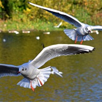 Buy canvas prints of Seagull Attack by Adam Rice
