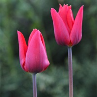 Buy canvas prints of Church Garden Tulips by paul wheatley