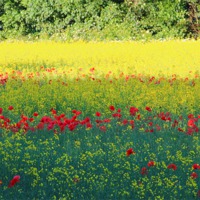 Buy canvas prints of Poppy invasion by paul wheatley