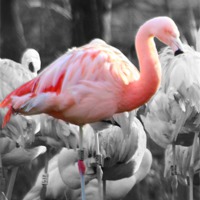 Buy canvas prints of Pink Flamingo by paul wheatley