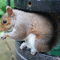 Buy canvas prints of Squirrel chip eater by paul wheatley