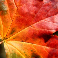 Buy canvas prints of Autumn coloured leaf by paul wheatley